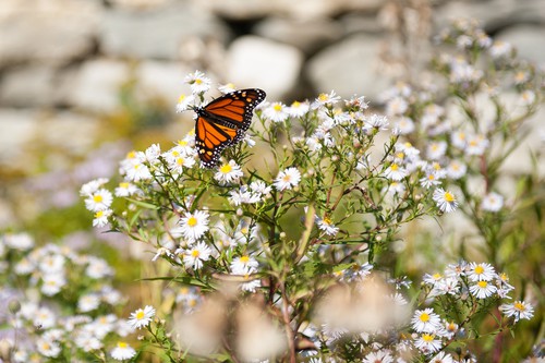 monarch+butterfly